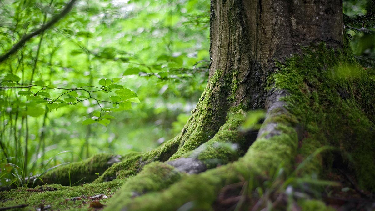 Day-of-Mindfulness-Practice-web