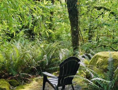 The Quiet Medicine of Nature